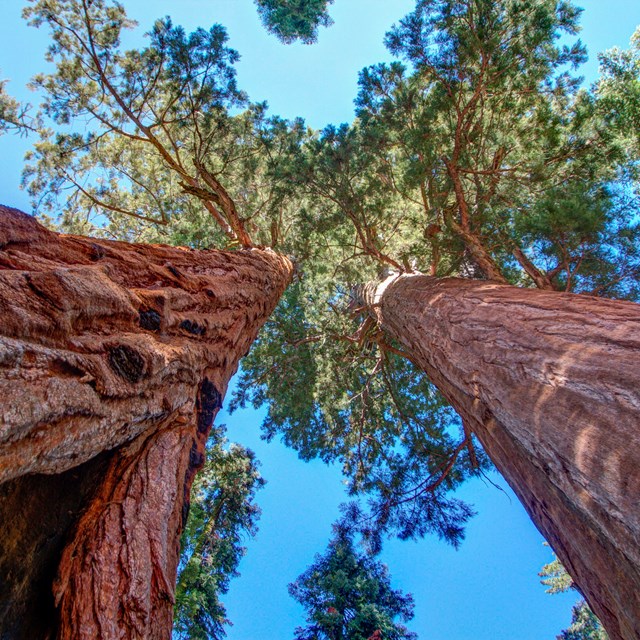 Sequoia trees reaching up into the sky.