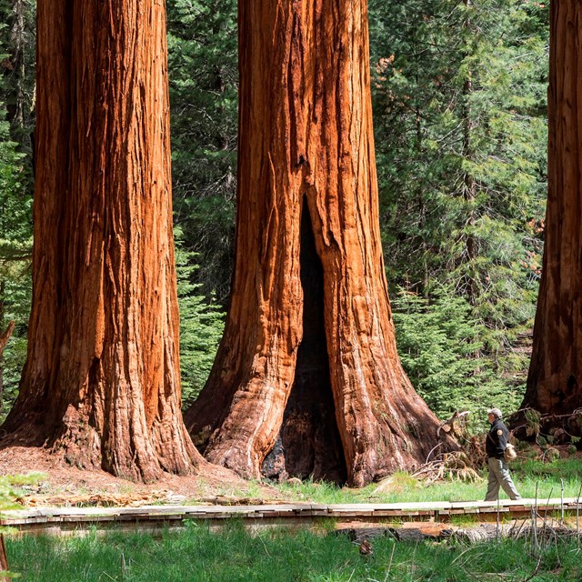 A visitor walks on a boardwalk overlooking a group of sequoia trees.