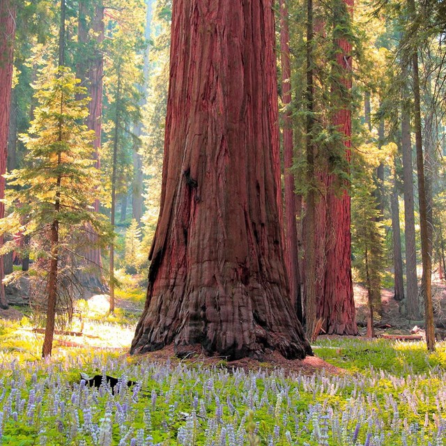 A large sequoia tree nestled in a meadow of purple flowers.
