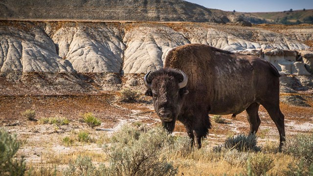 A bison standing in front of buttes