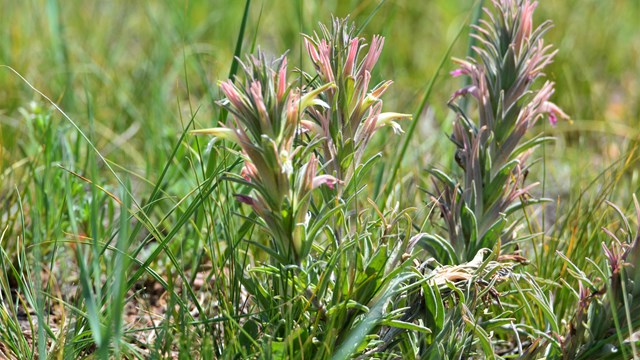 A very vertical plant with pink flowers