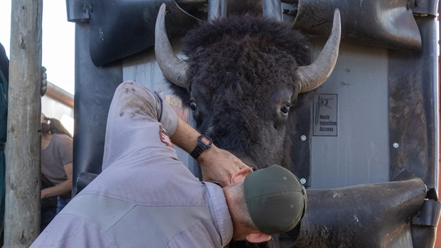 A wildlife biologist takes a nasal swab of a bison.