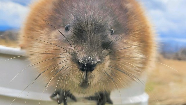 Muskrat sits on the edge of a white bucket