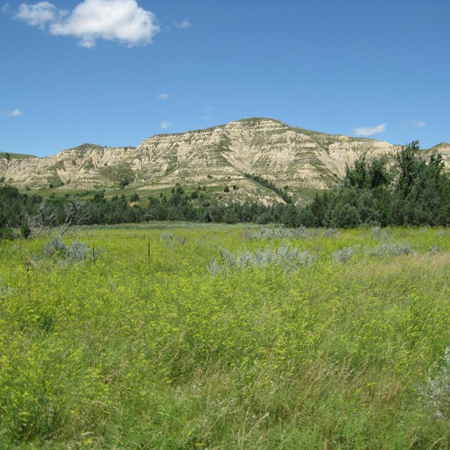 A field of grass and sagebrush framed by striped buttes, background. 
