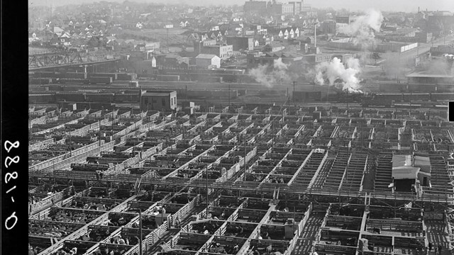 Omaha stockyards. Cattle pens, railroad tracks, and worker neighborhood.