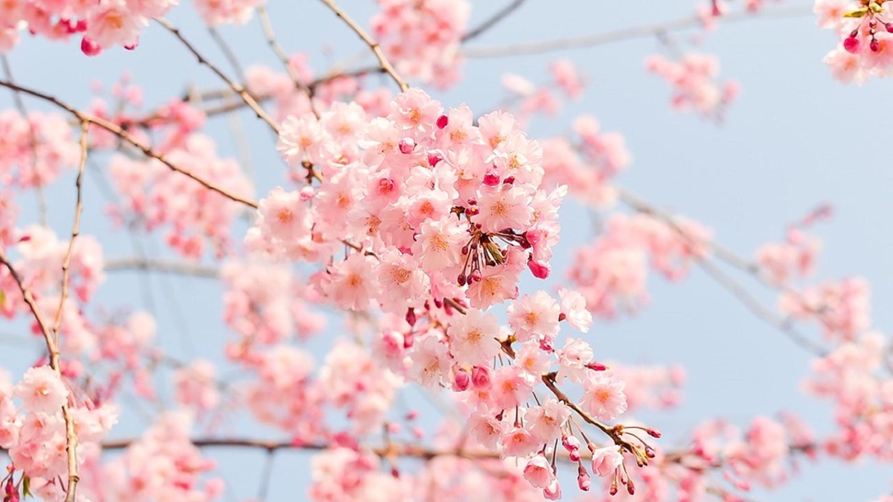 Image of pink cherry blossoms. 