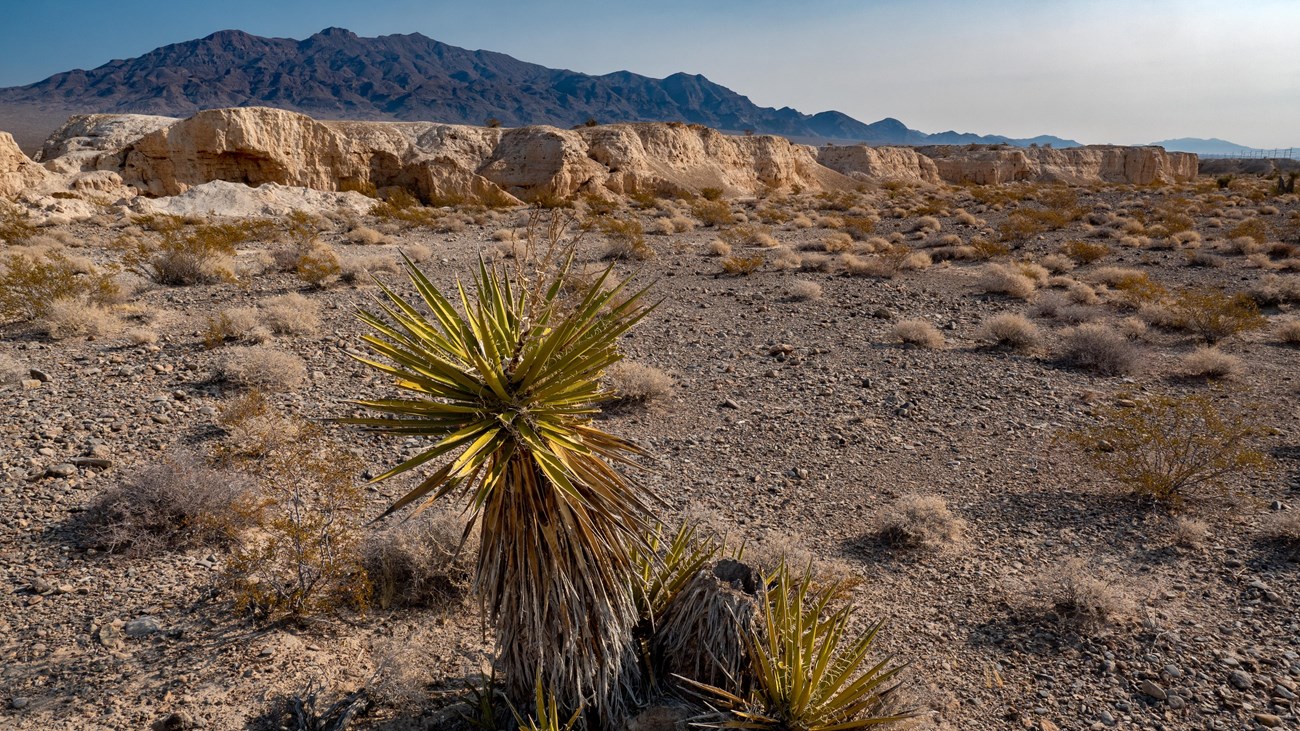 A yucca plant grows among desert badlands. In the background is a mountain range