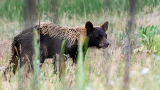A black bear lumbers through tall grass.