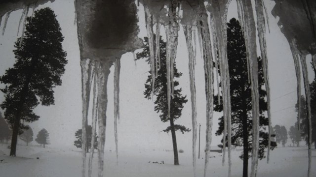 A snowy view of pine trees through dangling icicles.