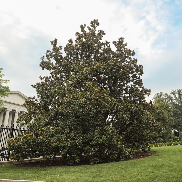 A stout, leafy, round-shaped magnolia tree with branches touching the ground near the East Wing.