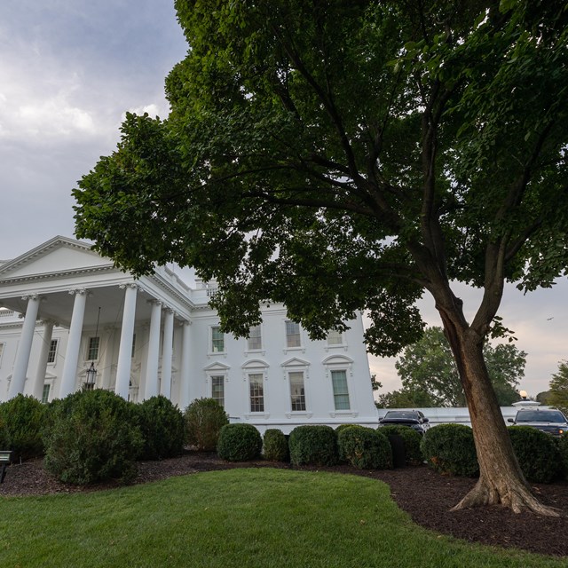 A lollipop-shaped elm tree in front of the North portico of the White House