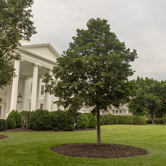 A smallish linden tree in front of the White House.