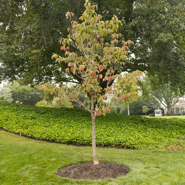 A small dogwood tree in front of a large, dark tree.