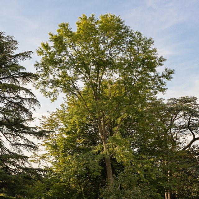 A tall maple tree peeks out from behind a nearer maple and a tall coniferous tree.