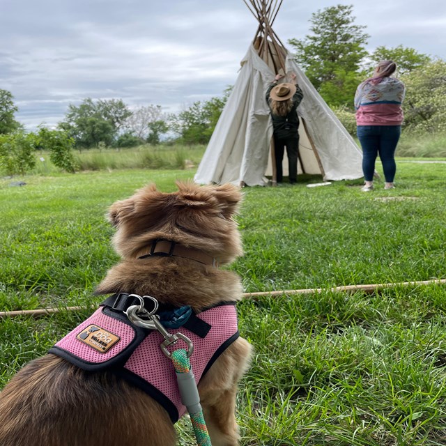 A dog looks towards a ranger and visitor who are putting a canvas on a tipi