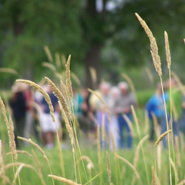 close up on rye grass with a group of people blurry in the background