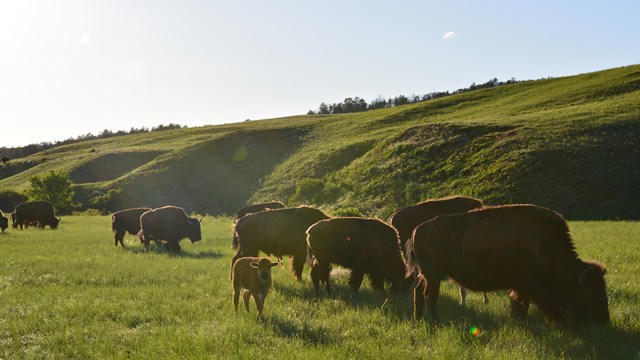 Female bison graze as they walk towards the right, while a bison calf looks at the photographer.