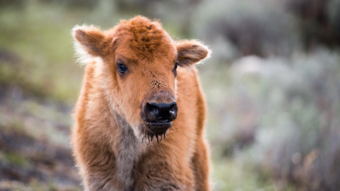 a bison calf