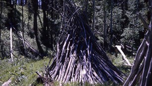 Dead branches leaned up against a tree in a conical shape form a wickiup.