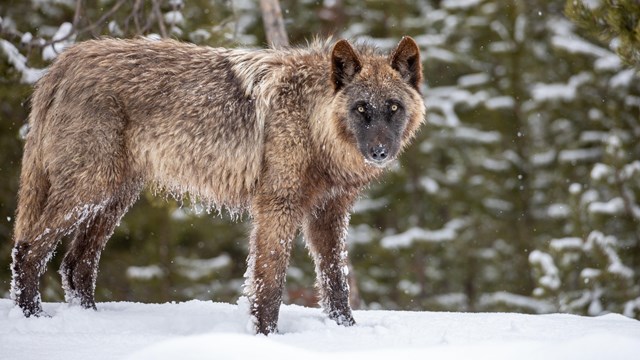 A wolf with dark fur and yellow eyes stands on top of a snow bank.