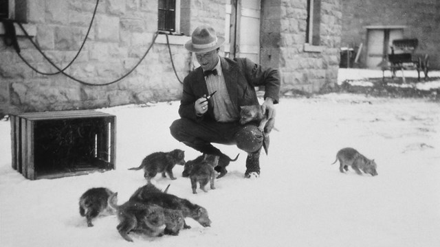 Park ranger with wolf pups