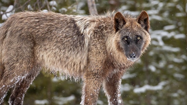 A black and gray colored wolf in snow