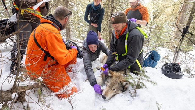 Biologists take measurements of a sedated wolf