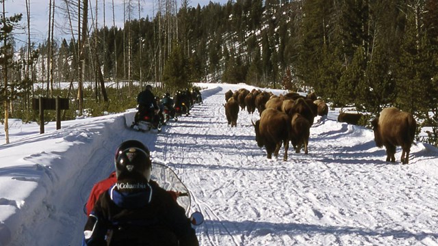 Snowmobilers drive cautiously by a herd of bison on a snow covered park road.