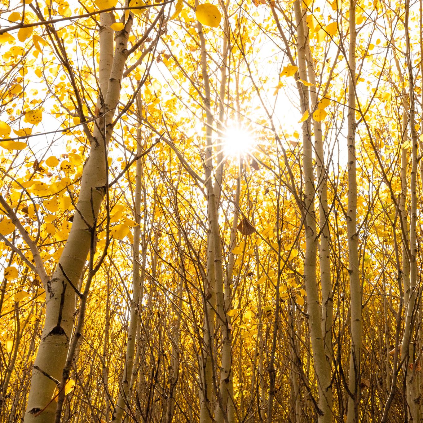 Sun shines through yellow aspen leaves.