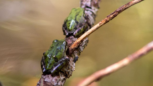 Pacific tree frogs on a branch