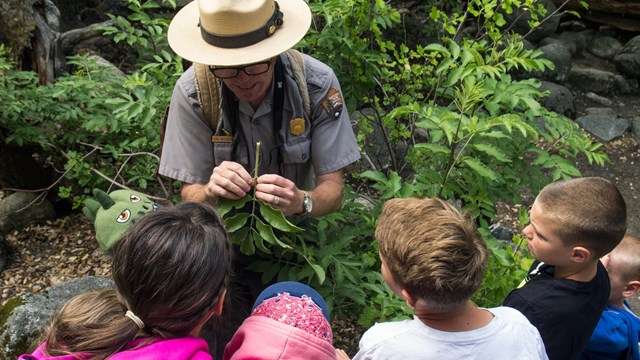 Ranger looking at plants up close with kids
