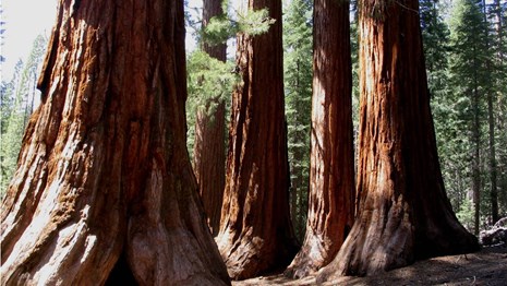Bachelor and Three Graces in Mariposa Grove