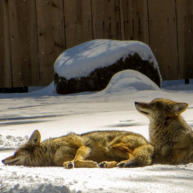 Two coyotes basking in the sun at Housekeeping Camp in winter 2018