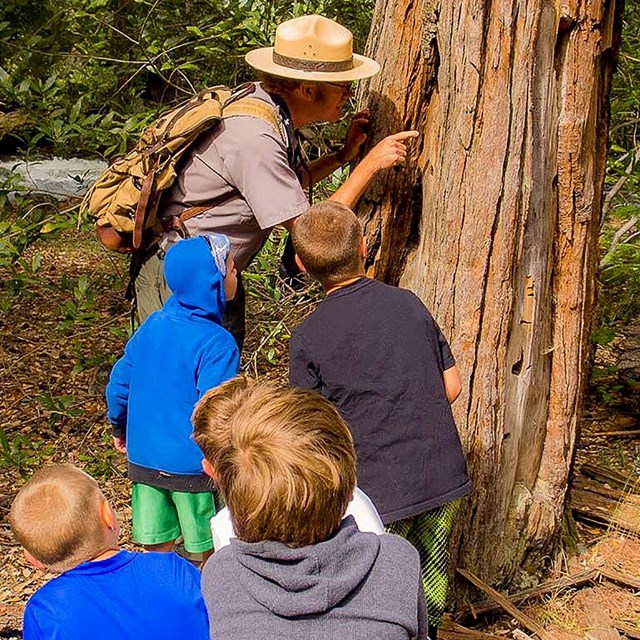 Ranger leading a nature hike and looking at a tree up close with kids in tow