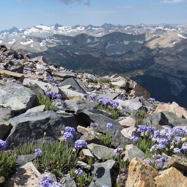 small purple flowers growing in high alpine rocky terrain