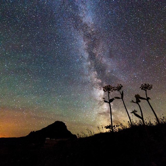 the milky way with silhouettes of plants in the foreground