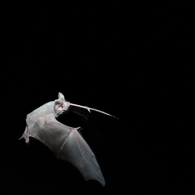 a mexican free tailed bat flies at night