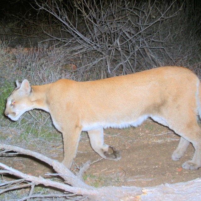 Large mountain lion walking along trail near a downed tree