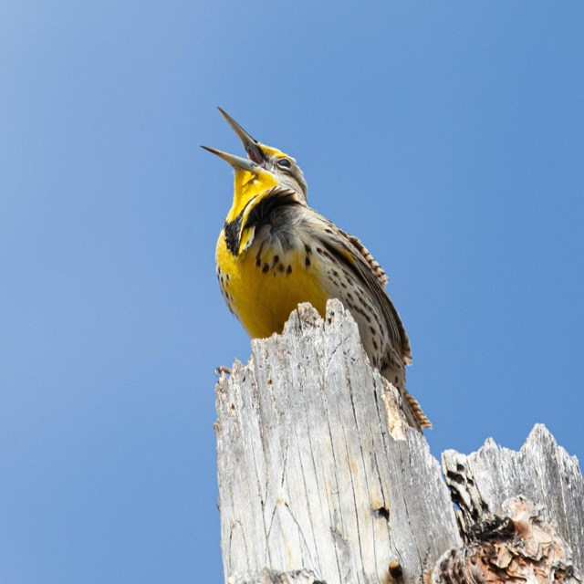 a yellow meadowlark perches on a stump