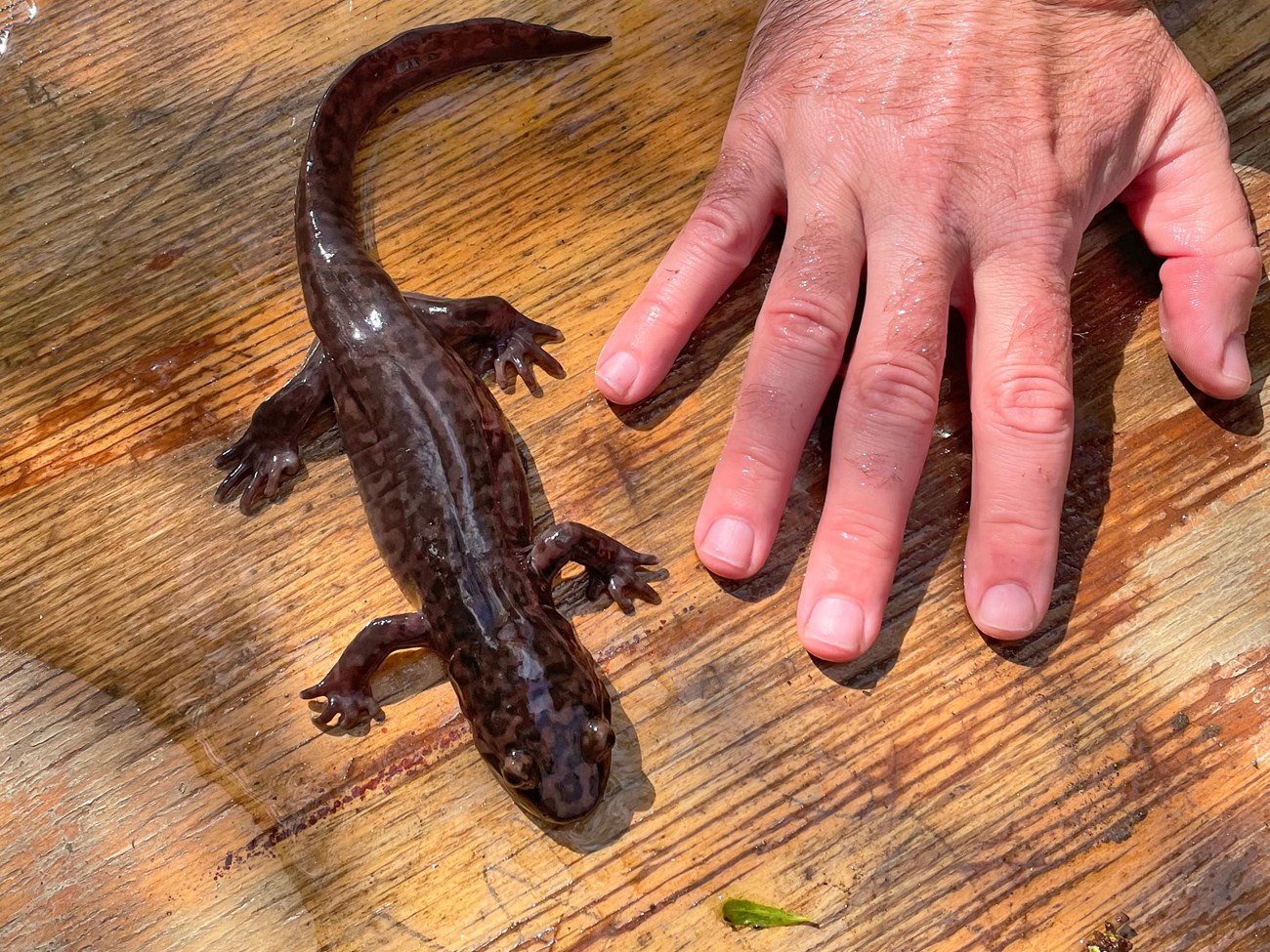 Giant, brown-black, mottled salamander on a plywood board beside a man's hand. The salamander is longer than the hand.
