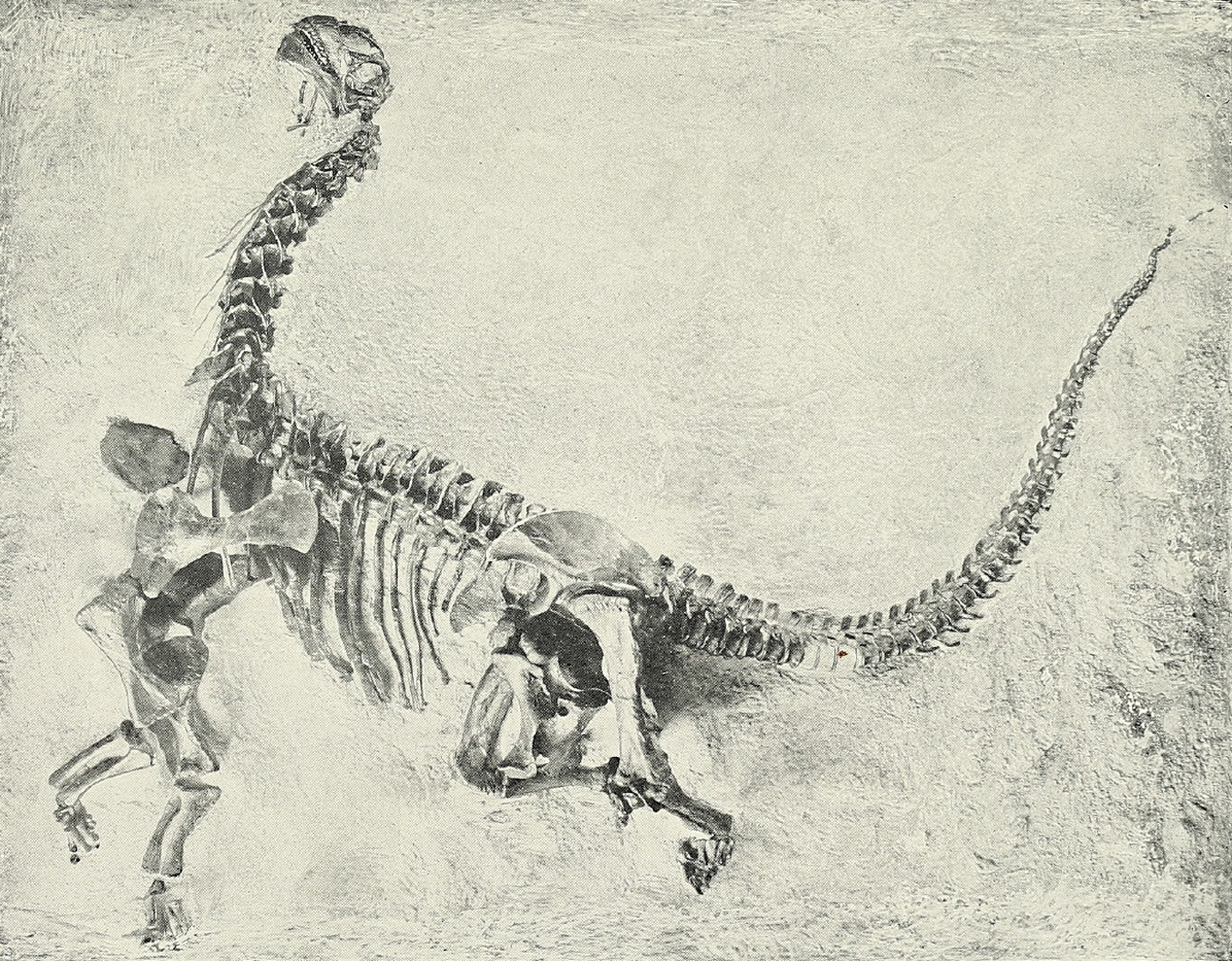 An old black and white photograph of the juvenile Camarasaurus lentus skeleton before repositioning. Its tail curves over the back, the corocoid is by the tail, and the back legs are bunched up underneath the body.
