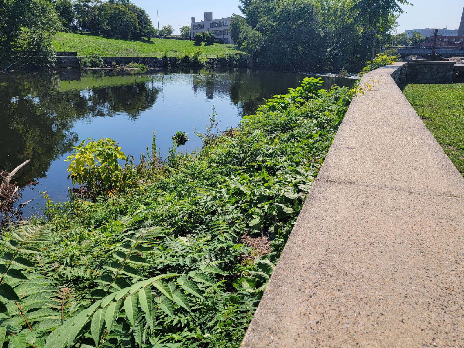 Riverbank covered in invasive species