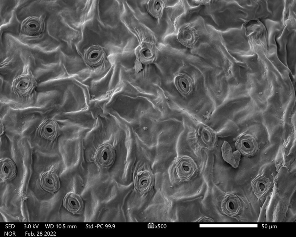 Gray-colored image of Everglades bully leaf epidermis with obvious and numerous grooves.