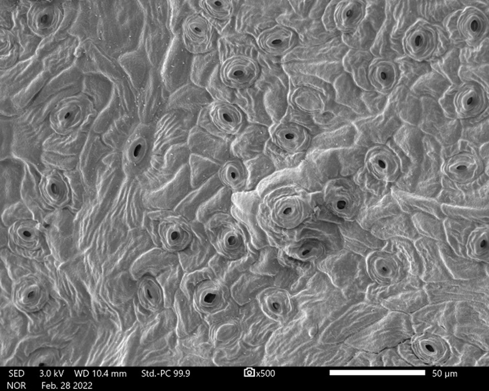 Gray-colored image of Everglades bully leaf epidermis with obvious and numerous grooves.