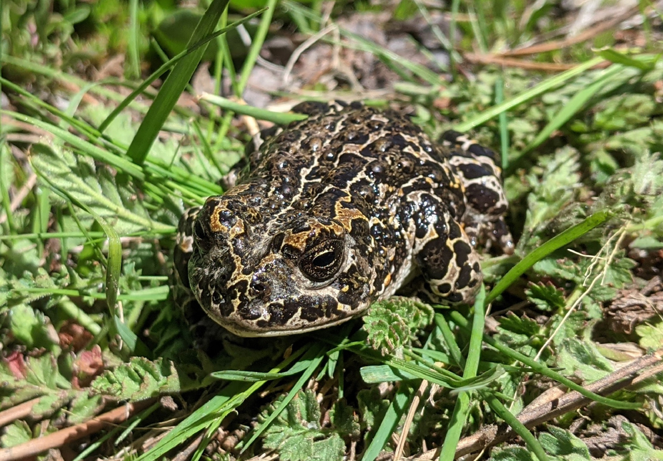 a female toad with dark splotchy skin pattern