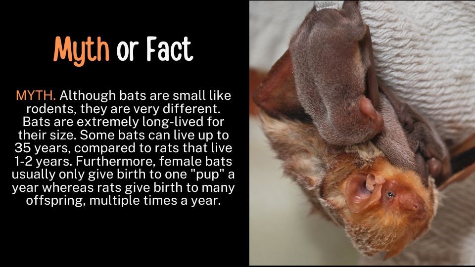 an eastern red bat with two pups. Text reads: Myth or Fact Bats are just mice with wings