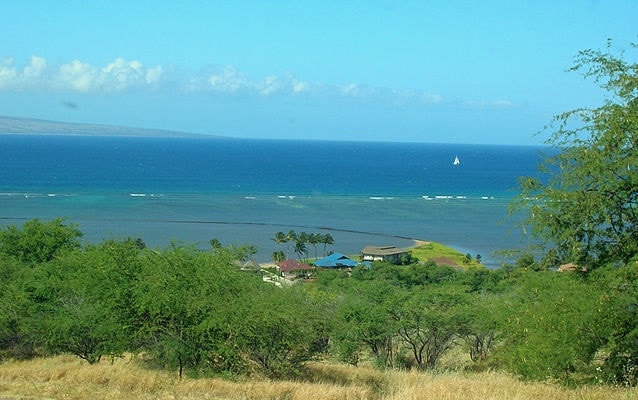 Vegetation in foreground with sweeping view of ocean. 