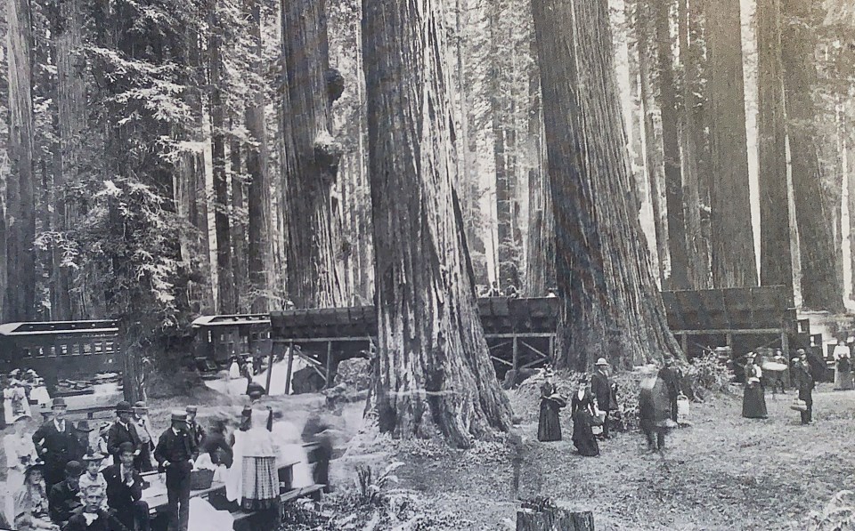 People at a picnic among tall redwood trees.