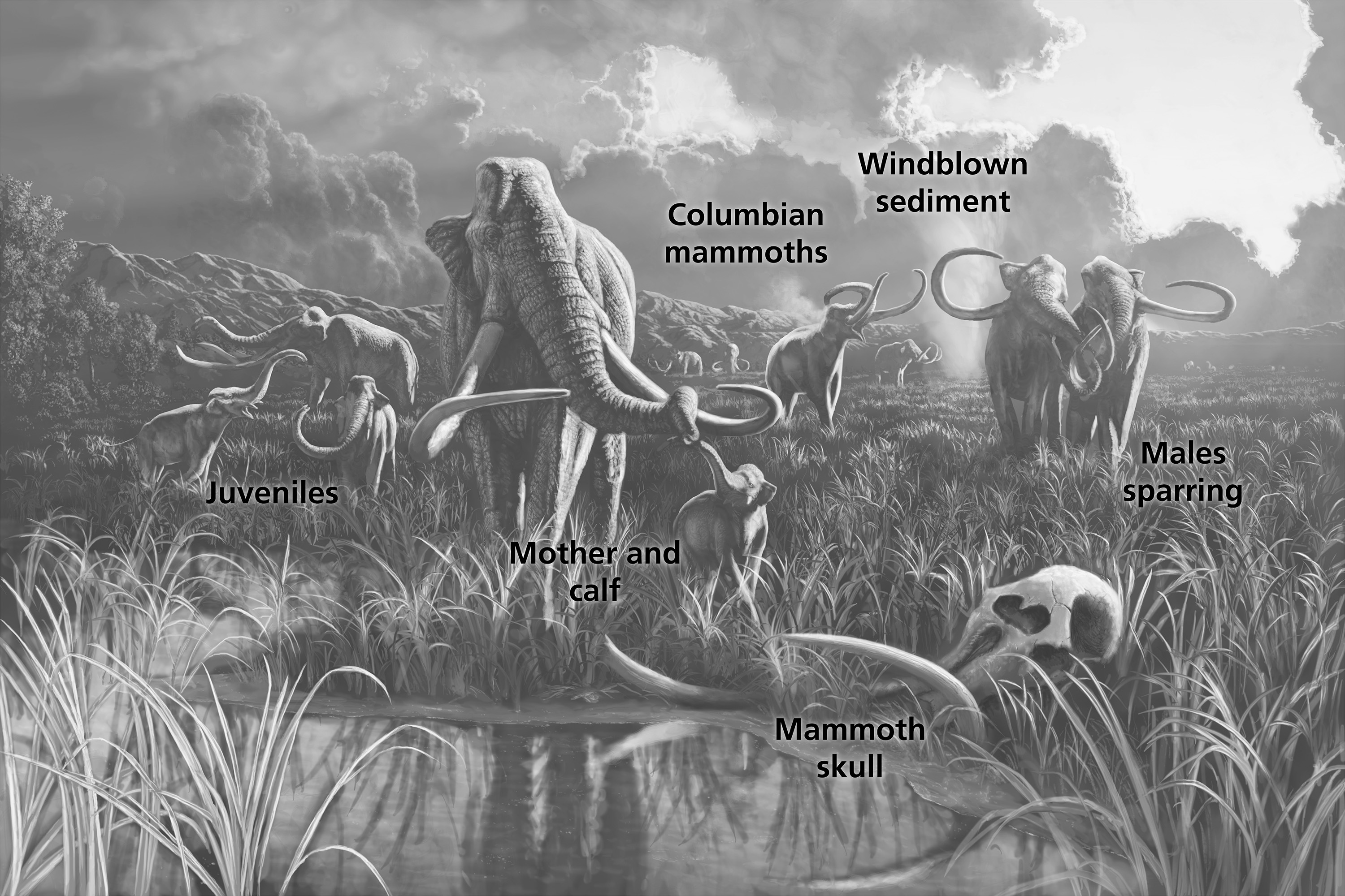 A herd of Columbian mammoths in a desert wetland. A mammoth skull rests in the reeds.