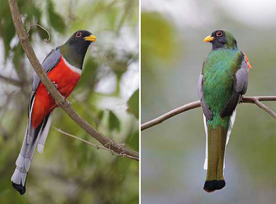 Side-by-side photos of elegant trogons showing their red breast (left) and green back (right)
